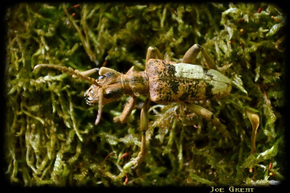Rhagium sycophanta - tölgyes-tövisescincér
