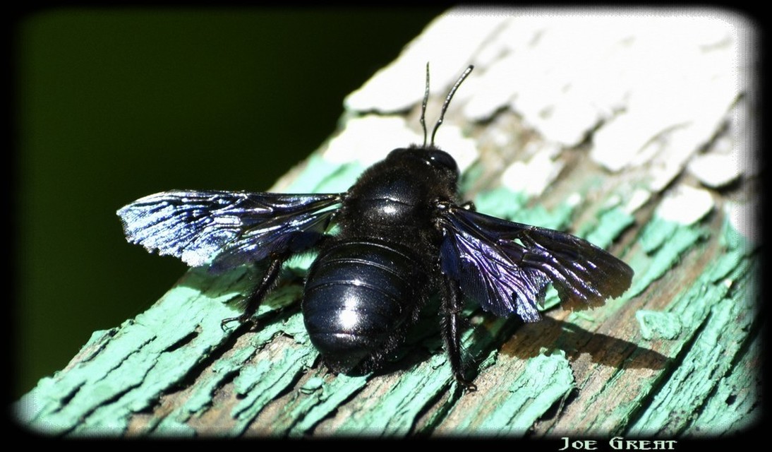 Xylocopa valga - gyakori fadongó