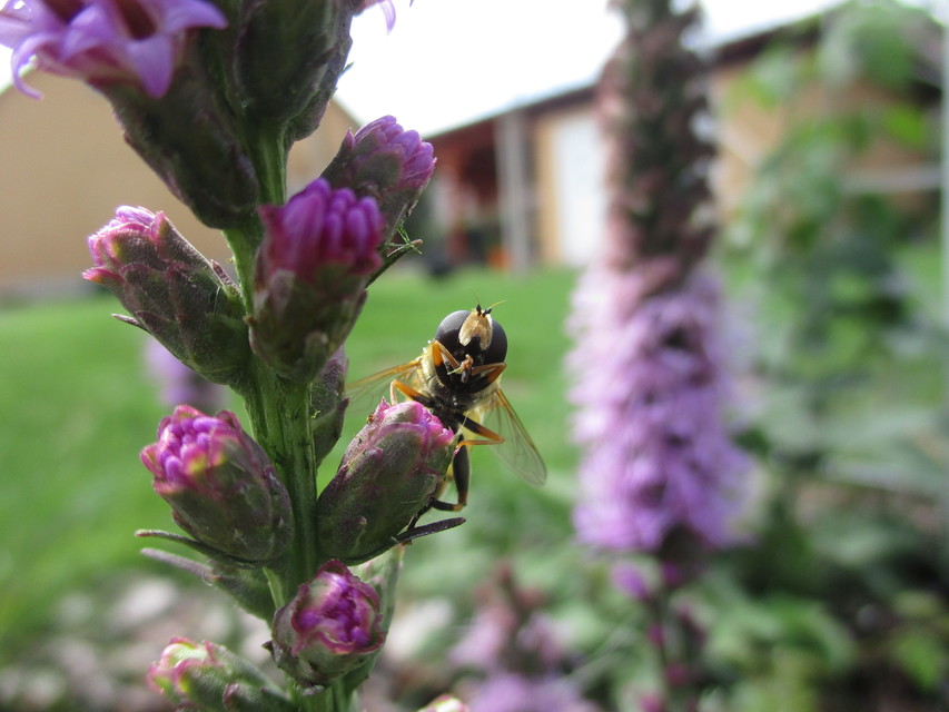 Helophilus trivittatus - nagy mocsárilégy