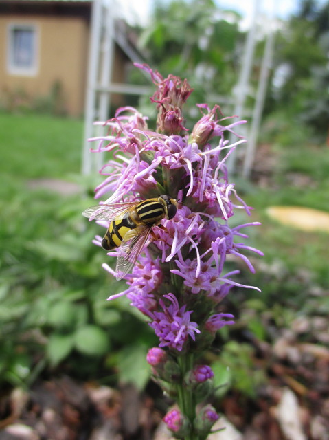 Helophilus trivittatus - nagy mocsárilégy