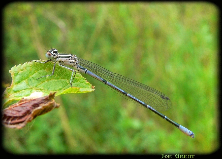 Coenagrion puella - azúrkék légivadász
