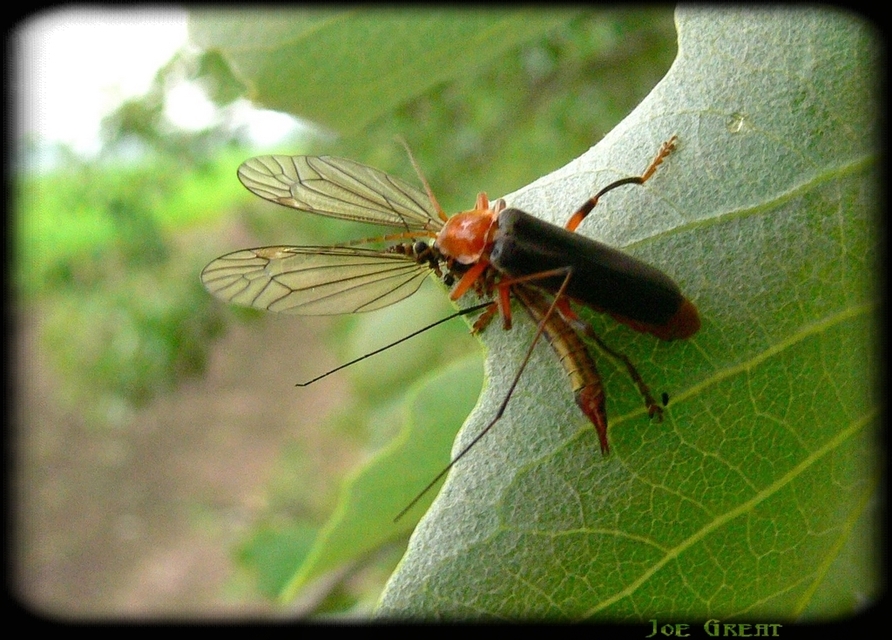 Cantharis livida - mezei lágybogár