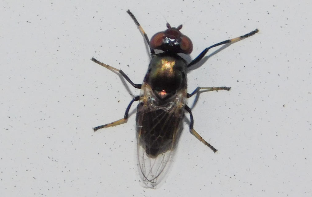 Physiphora alceae