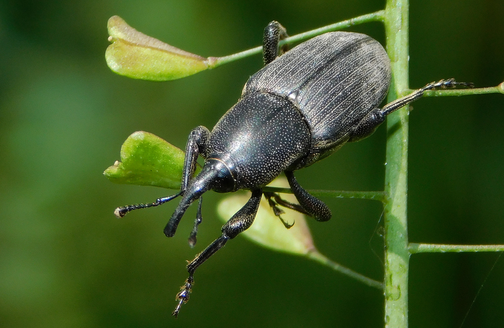 Sphenophorus abbreviatus - óriászsuzsok