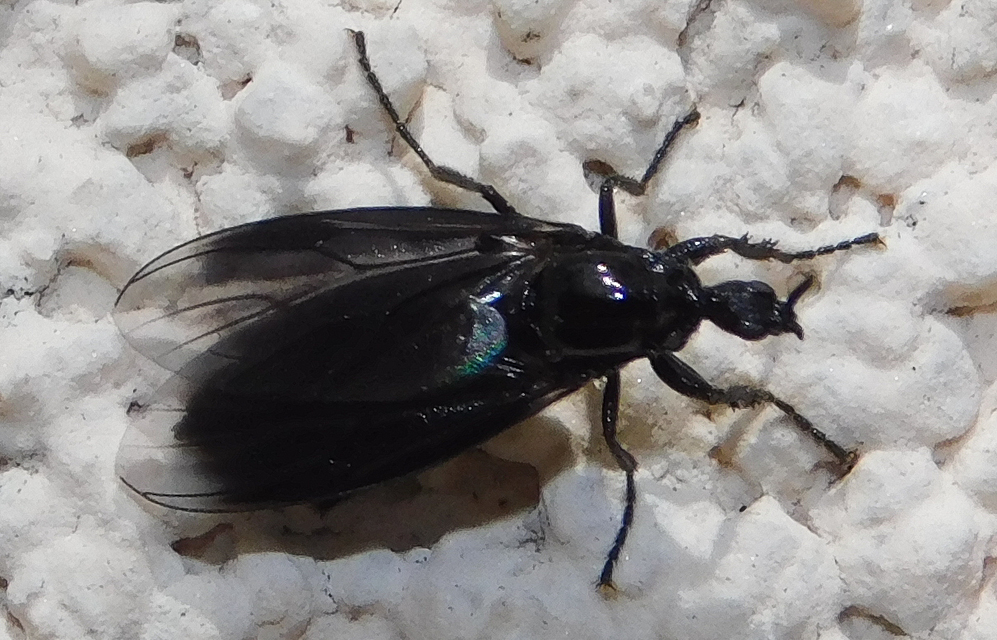 Bibionidae - bársonylegyek