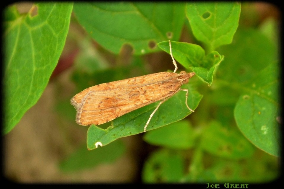 Nomophila noctuella - közönséges vándormoly