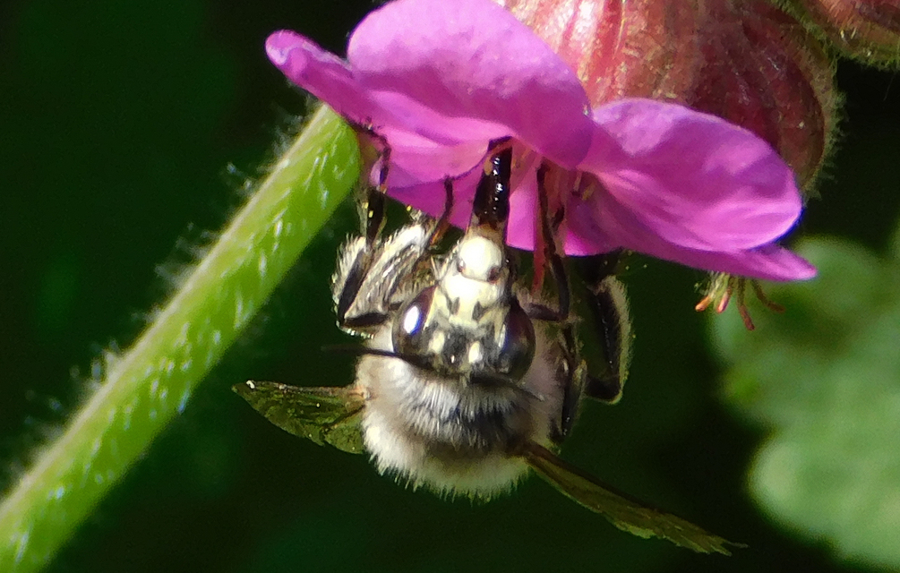 Anthophora plumipes - gyakori bundásméh