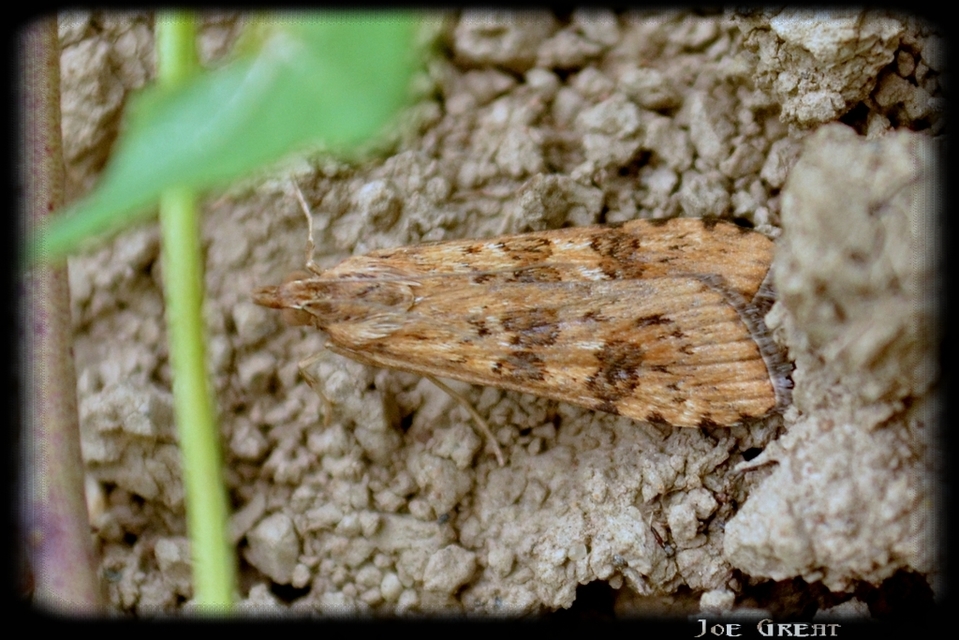 Nomophila noctuella - közönséges vándormoly