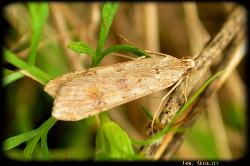 Nomophila noctuella - közönséges vándormoly