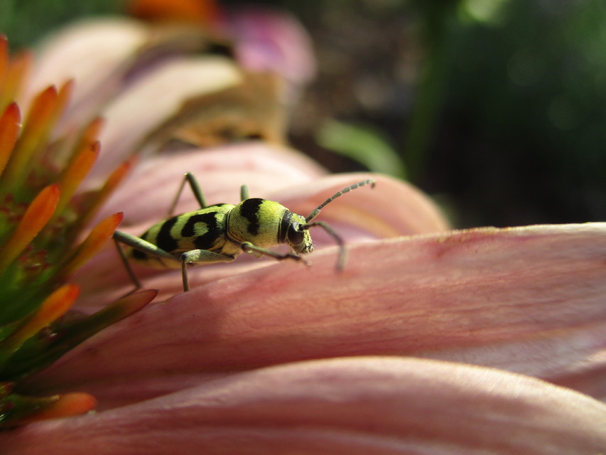 Chlorophorus varius - díszes darázscincér