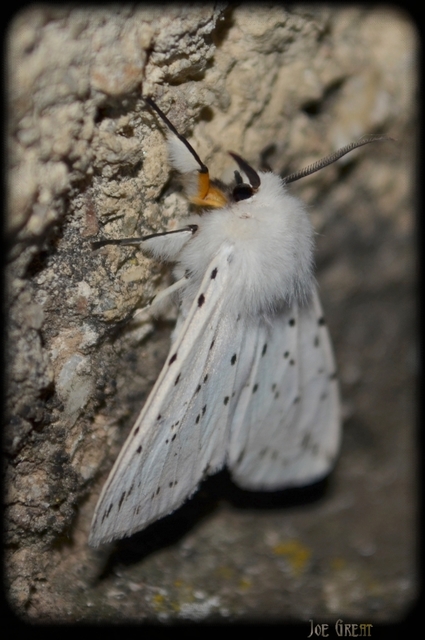 Spilosoma lubricipedum - tejszínű medvelepke