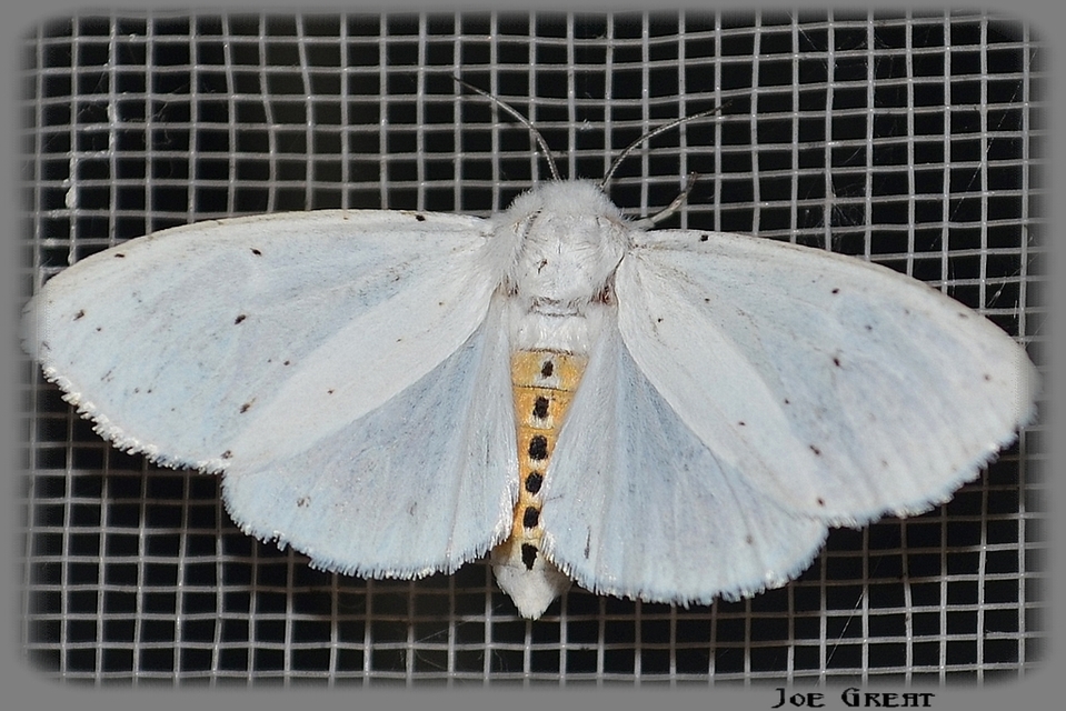 Spilosoma lubricipedum - tejszínű medvelepke
