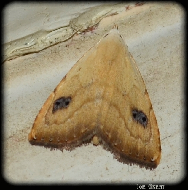 Rivula sericealis - selymes lórombagoly