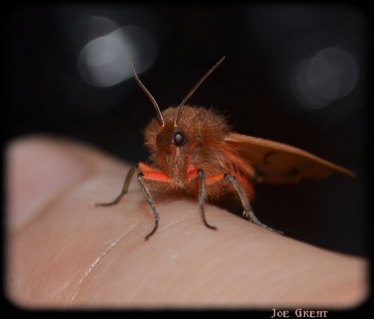 Phragmatobia fuliginosa - füstös medvelepke