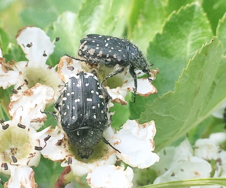 Oxythyrea funesta - sokpettyes virágbogár