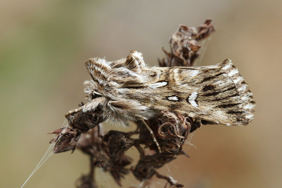 Calophasia lunula - gyújtoványfű-apróbagoly