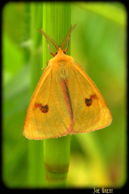 Diacrisia sannio - vörösszélű medvelepke