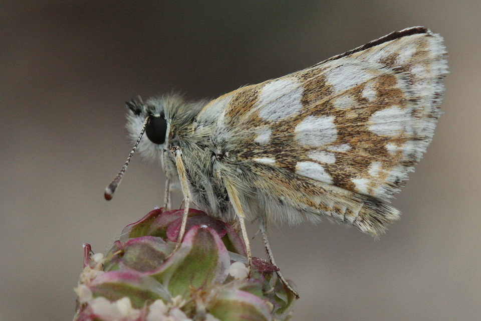Spialia orbifer - törpe busalepke