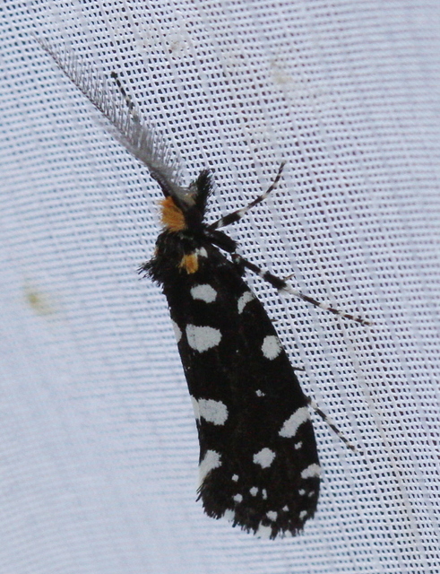 Euplocamus anthracinalis - fésűscsápú korhadékmoly