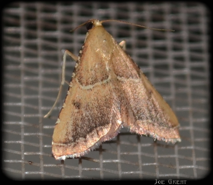 Endotricha flammealis - tüzesszárnyú fényilonca