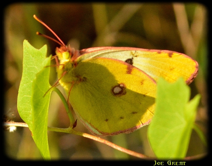 Colias