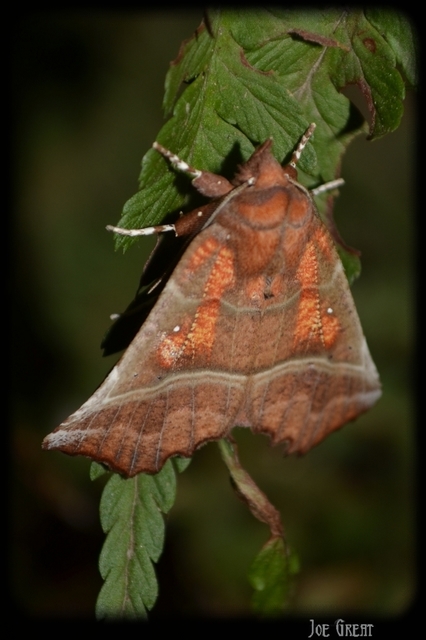 Scoliopteryx libatrix - vörös csipkésbagoly