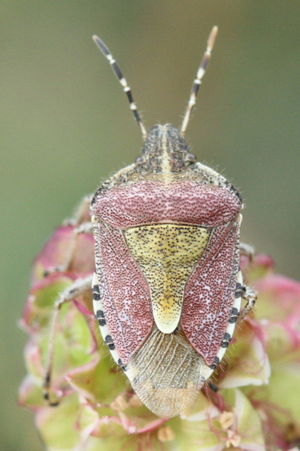 Dolycoris baccarum - közönséges bogyómászó-poloska Dolycoris baccarum - közönséges bogyómászó-poloska