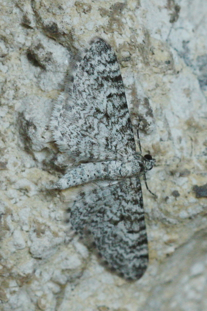 Eupithecia graphata - hangyabogáncs-törpearaszoló