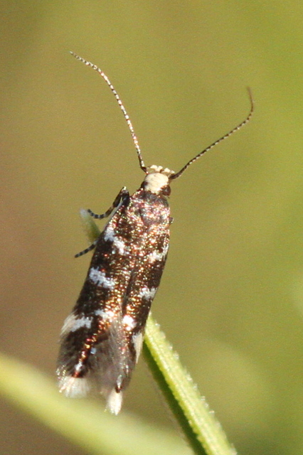 Oxypteryx