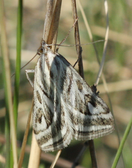 Loxostege aeruginalis - cifra tűzmoly