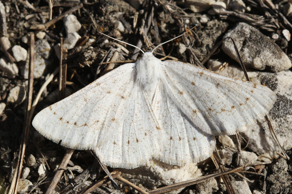 Dyscia conspersaria - sziklaüröm-araszoló