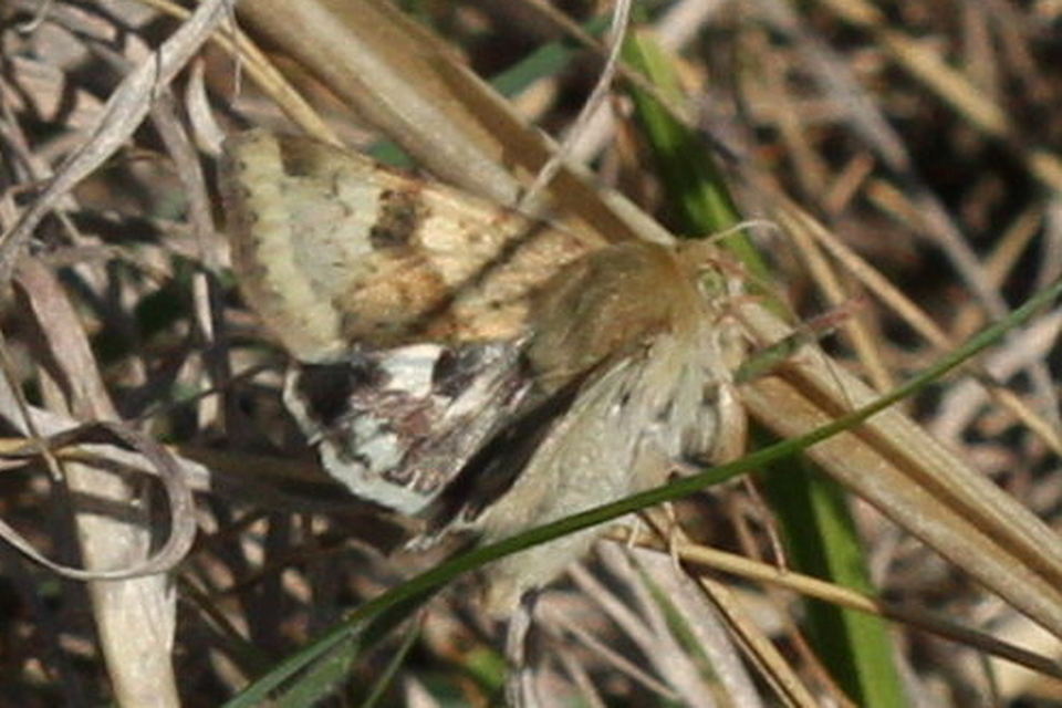 Heliothis viriplaca - mácsonyabagoly