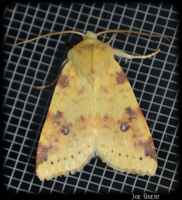 Cirrhia icteritia - nyárfa-sárgabagoly