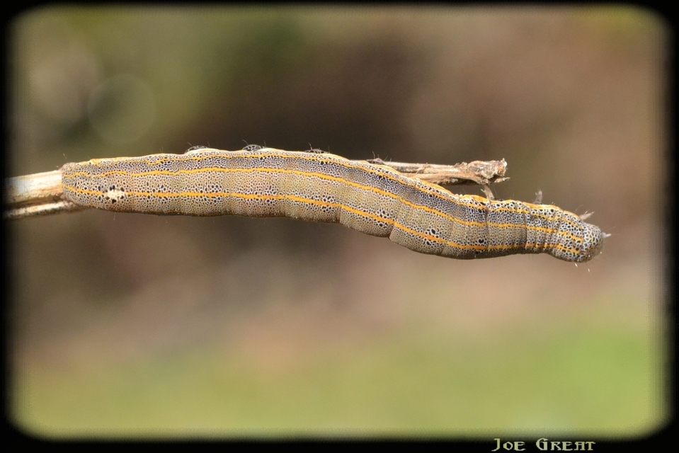 Anophia leucomelas - déli folyófűbagoly