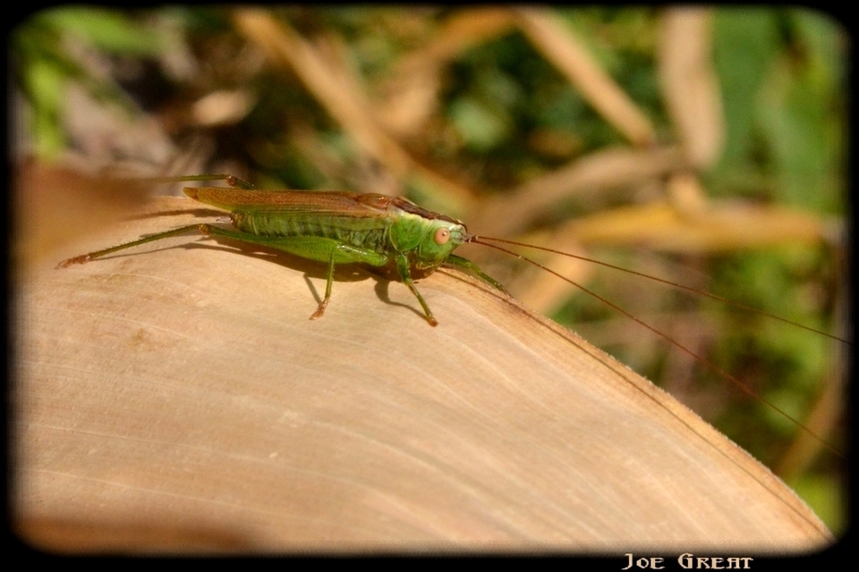 Conocephalus fuscus - kis kúpfejűszöcske