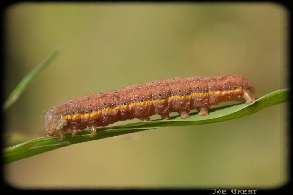 Lacanobia oleracea - saláta-kertibagoly
