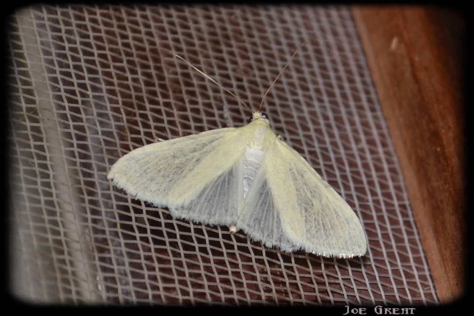 Sitochroa palealis - kénszárnyú dudvamoly