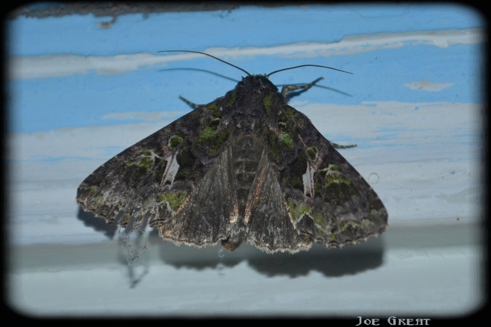Trachea atriplicis - nyári zöldbagoly