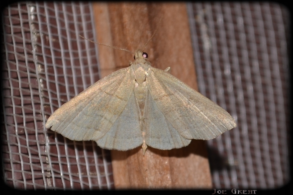 Herminia tarsicrinalis - szőröslábú karcsúbagoly
