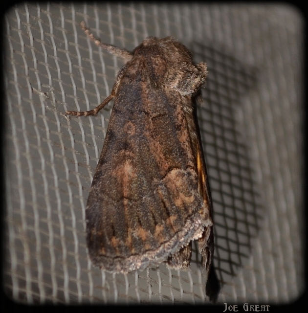 Thalpophila matura - fakó erdeibagoly