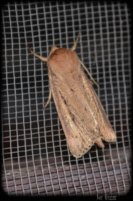 Globia sparganii - nagy nádibagoly