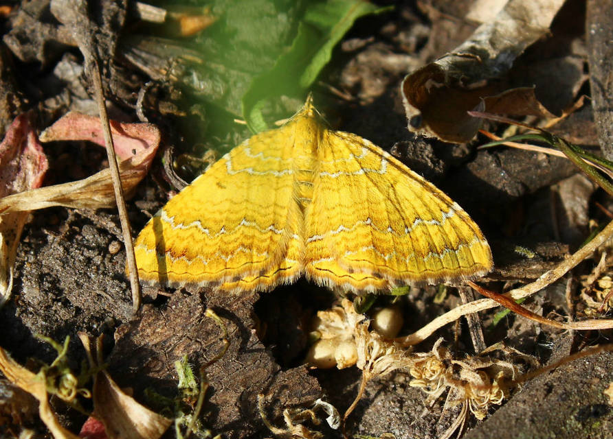 Camptogramma bilineata - kétvonalas sávosaraszoló