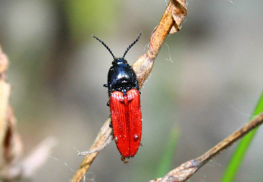 Ampedus