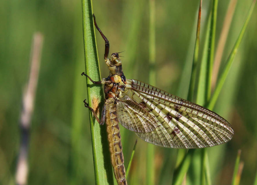 Ephemeroptera - Kérészek