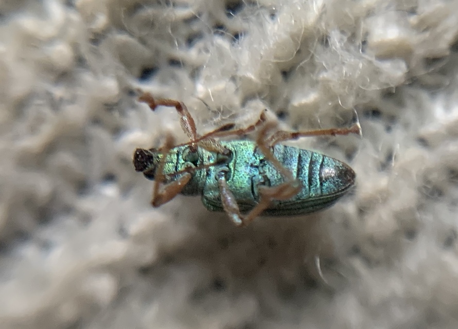 Polydrusus formosus - selymes lombormányos