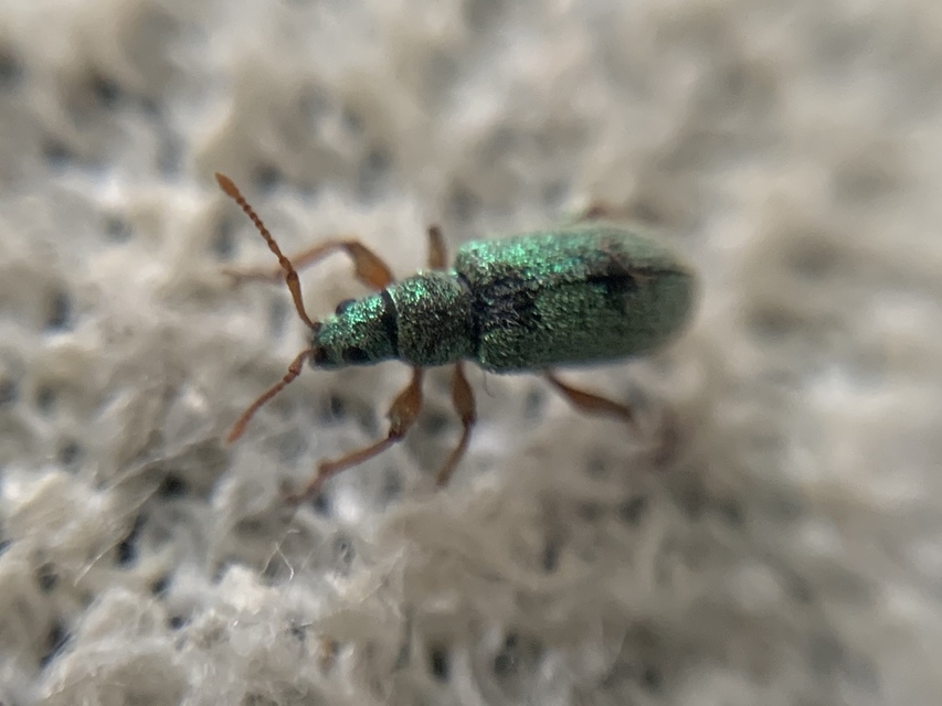 Phyllobius argentatus - ezüstös levélormányos