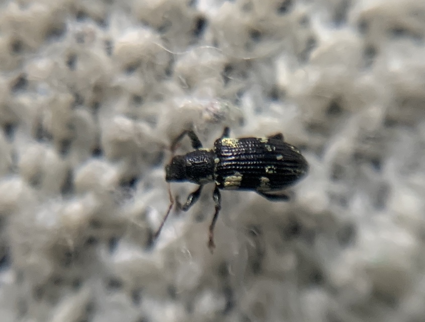 Polydrusus picus - pikkelyfoltos lombormányos