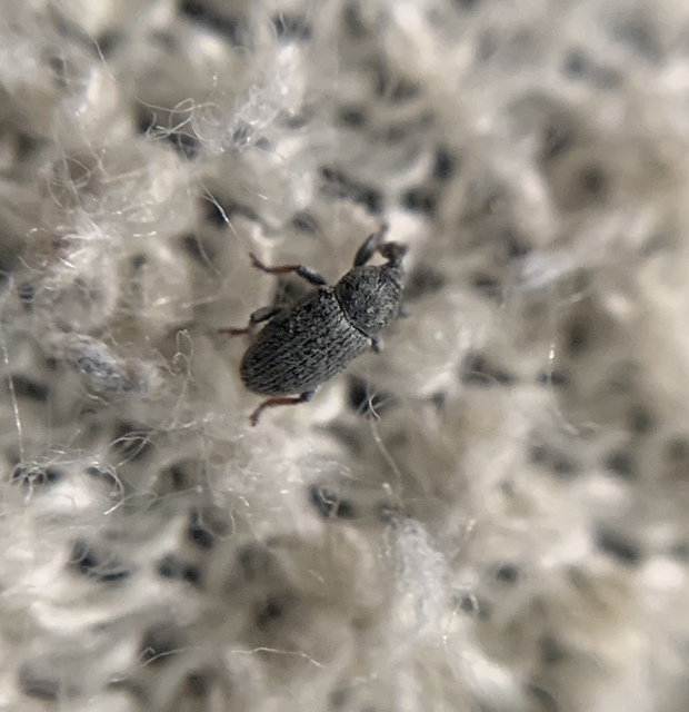 Tychius picirostris - szurkosorrú tímárormányos