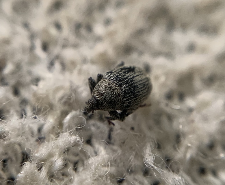 Sibinia pellucens - mécsvirágormányos