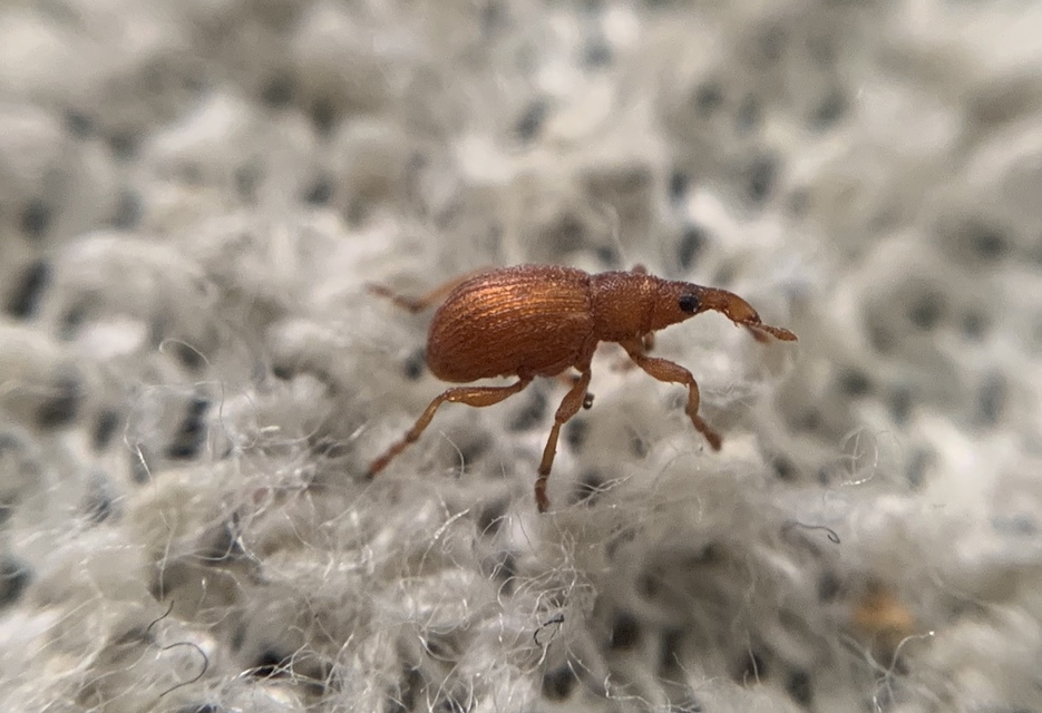 Apion cruentatum - vérpiros cickányormányos